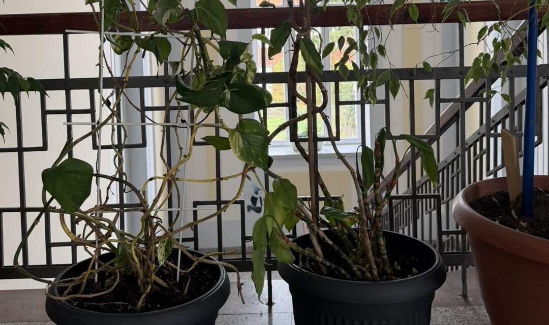 Ekološki praktikum – zelenija i ljepša škola